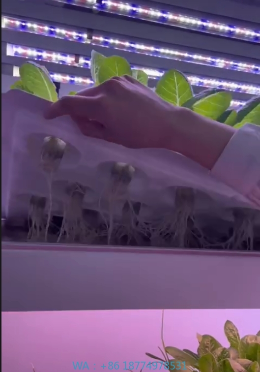 Hydroponic Farming Agriculture - f Greenhouse Agricultural Equipment Grow Mushroom