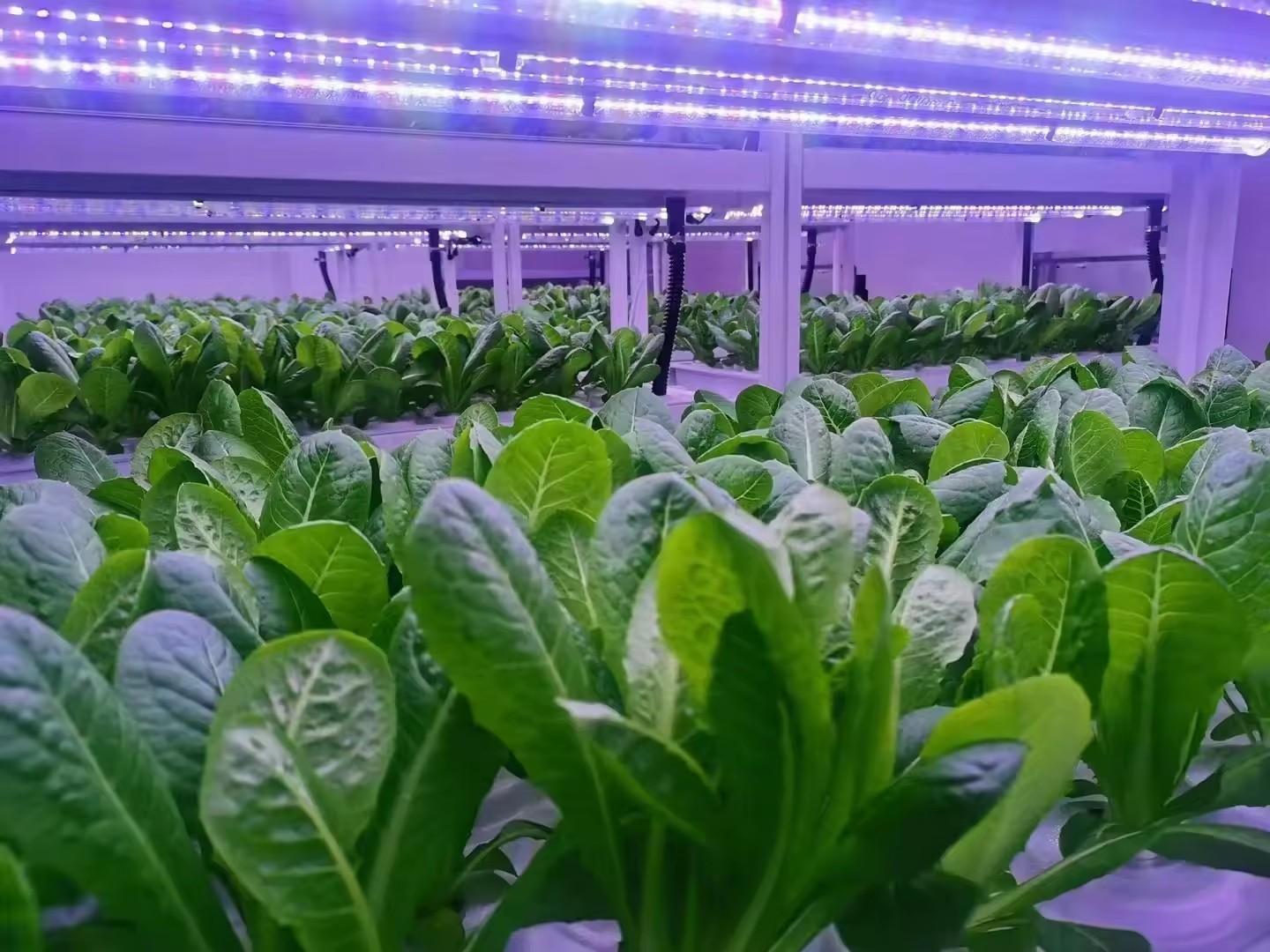 Vertical Farm Hydroponic Tower - огляд і ціна Hydroponic Farming Agriculture