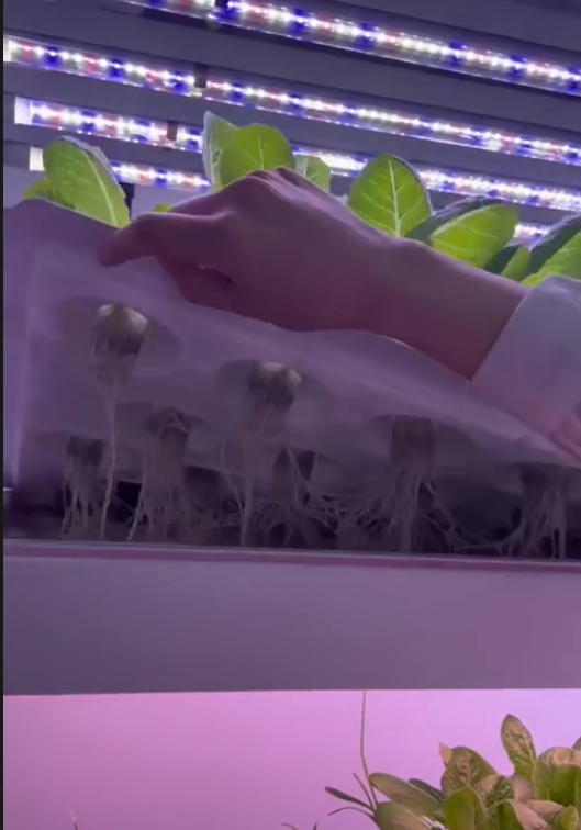Vertical Farm Hydroponic Tower - огляд і ціна Hydroponic Farming Agriculture