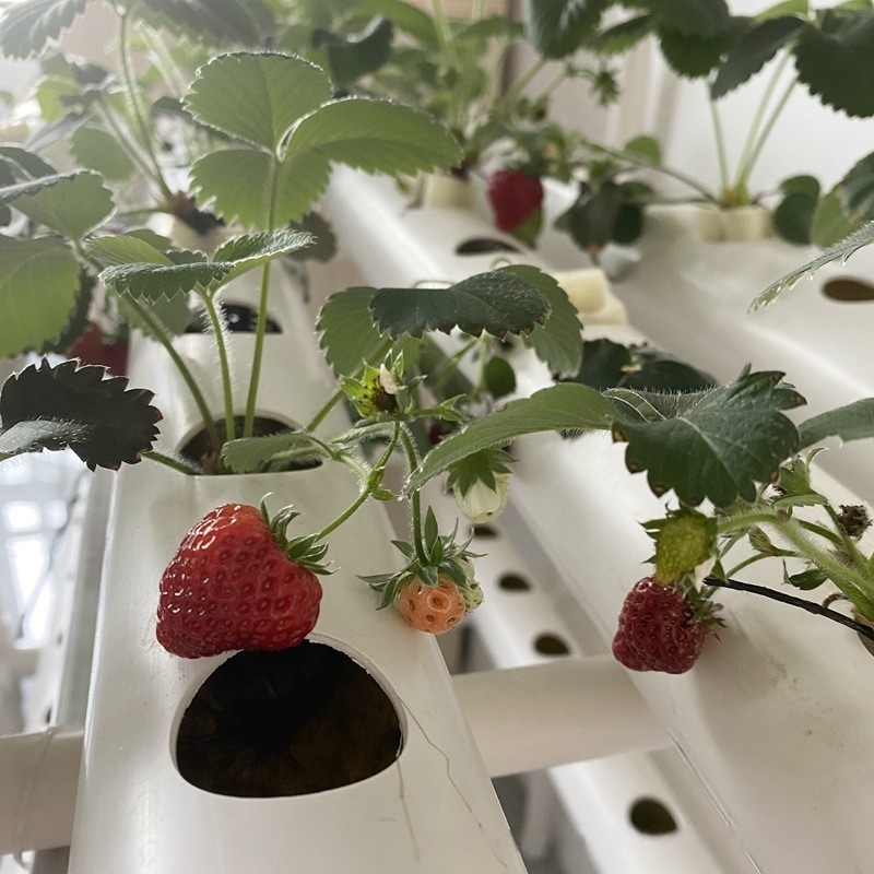 Hydroponic Channel Pipe PVC Ag - огляд і ціна Hydroponic Farming Agriculture