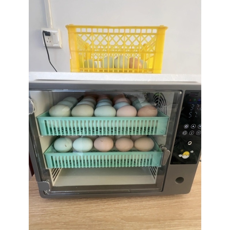 Factory Direct 2026 Fully Auto - огляд і ціна Quail Egg Incubator