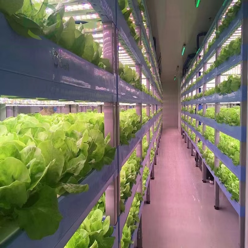 Custom Agricultural Greenhouse - огляд і ціна Hydroponic Farming Agriculture