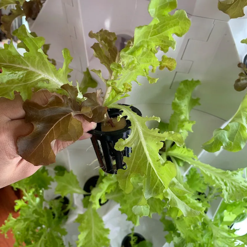 Agricultural Greenhouses Verti - огляд і ціна Hydroponic Farming Agriculture