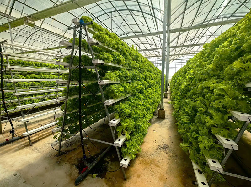 Agricultural Greenhouses Lettu - огляд і ціна Hydroponic Farming Agriculture