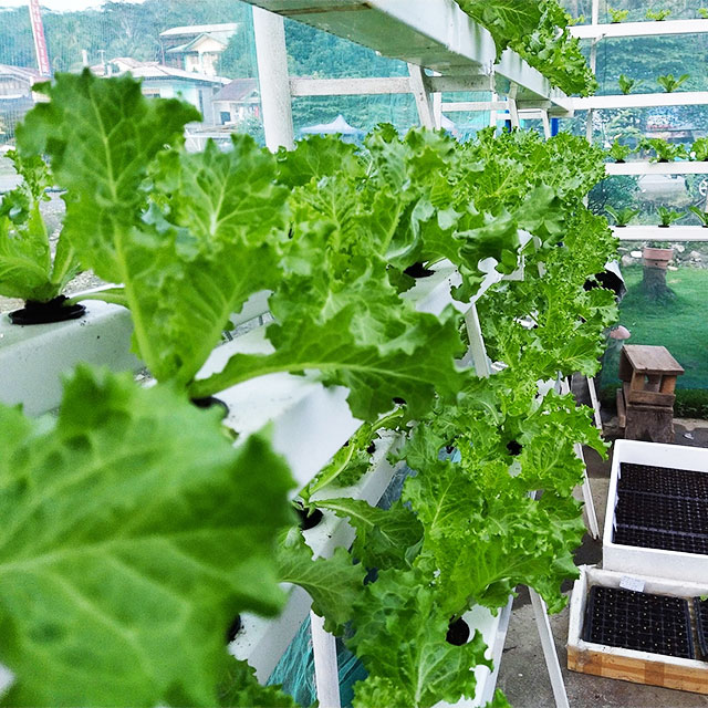 Agricultural Greenhouses Lettu - огляд і ціна Hydroponic Farming Agriculture